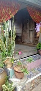 a group of potted plants on a patio at Homestay Damai Sri Kota in Kepala Batas