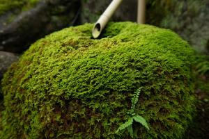 Zahrada ubytování Awazuonsen Kitahachi