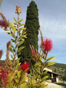 uma árvore verde alta com flores vermelhas na frente em Borgo Buciardella em Baschi