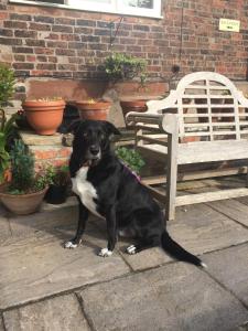a black and white dog sitting on a wooden bench at Pickmere Country House in Pickmere