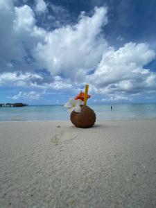 曼度的住宿－Mandhoo Inn，海滩上的椰子