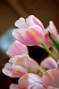 un montón de tulipanes rosas sentados en una mesa en Hotel Serenade de Franz Schubert, en Frutillar