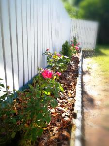 einen Garten mit rosa Blumen neben einem weißen Zaun in der Unterkunft Mia Guesthouse in Haljala