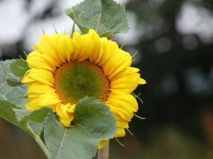 a close up of a yellow sunflower at The Cow 'ouse, Wolds Way Holiday Cottages, 1 bed cottage in Little Weighton