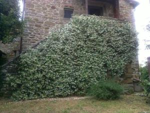 a large green bush in front of a building at La Cuccia - La Villa-San Pacrazio in Ambra