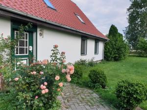 una casa blanca con techo rojo y algunas rosas en Öko-Ferienhaus, en Rappin