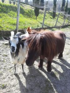 Zvieratá na farme alebo blízkom okolí