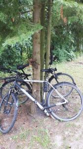 ein Fahrrad, das neben einem Baum parkt in der Unterkunft Dom w Gaju nad jeziorem Dębno in Łąkorz