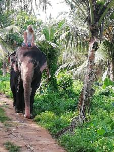 a man riding on the back of an elephant at Rainbow Beach Resort in Ambalangoda