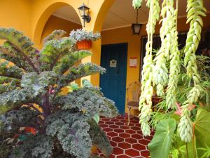 Κήπος έξω από το La Posada de Juan B&B