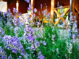Billede fra billedgalleriet på Cottage in Sosnovom Boru i Kobleve