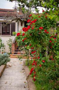 un arbusto de rosas rojas delante de una casa en La petite Pierrette, en Saint-Benoît-de-Carmaux