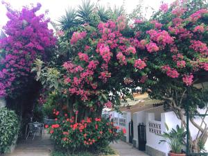 Zahrada ubytování Hotel Antonio Conil