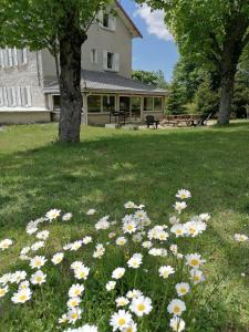 un campo de margaritas en el césped frente a una casa en Maison La Vigne - Gîtes et Chambres d'hôtes, en Le Chambon-sur-Lignon