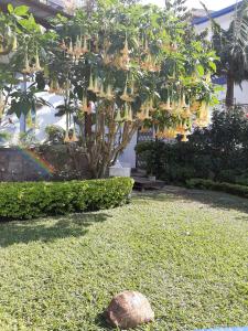 a tree with a rock in the middle of a yard at FIGTREE GUESTHOUSE in Maputo