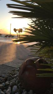 AlbanellaにあるHotel Ristorante Paradisoの夕日を背景に海辺に座る植物