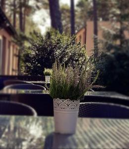 a potted plant sitting on top of a table at Ośrodek Wypoczynkowy W sosnowym lesie in Międzywodzie