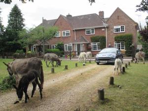 a group of animals grazing in front of a house at Hops Main House, Brockenhurst, New Forest in Brockenhurst
