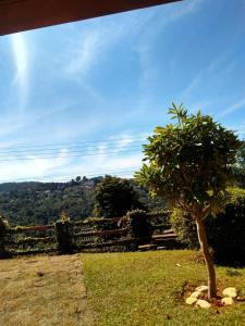 un árbol sentado en el césped cerca de una valla en Casa - Flores Encantadas, en Campos do Jordão