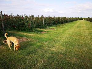 a dog walking in the grass in a field at Apartment "Paris - Amsterdam" in Korschenbroich