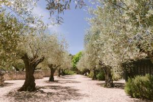 Une rangée d'oliviers sur un chemin de terre dans l'établissement Domaine la Pierre Blanche, à Eygalières