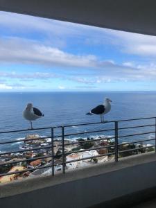 two seagulls sitting on a balcony overlooking the ocean at Apartamento Piso 19 Reñaca Vista al Mar in Viña del Mar
