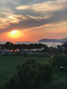 巴尔Blue View的树木和海洋的一片地表上的日落