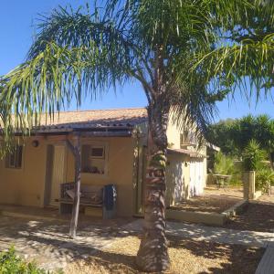a palm tree in front of a house at Quinta Pereiro Tropic Garden, Algarve in Moncarapacho