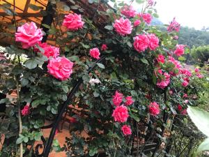 a bunch of pink roses growing on a fence at SVK-Hotel in Novy Afon