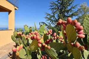 un cactus con fiori rossi e verdi in un giardino di Bellavista Etna a Mascali