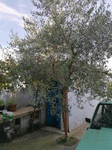 a tree in front of a building with a blue door at Casa Beatrice in Spilimbergo