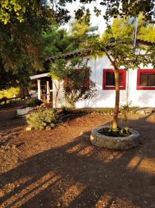a tree in a pot in front of a house at Dialiskari #2 in Limnionas +23 photos
