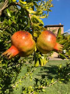 two pomegranates hanging from an apple tree at Mulino in Chianti in Gaiole in Chianti