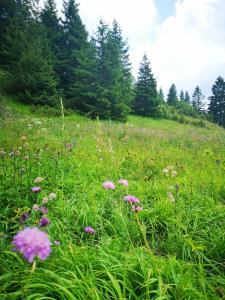 Imagem da galeria de Apartman Best Zlatar em Nova Varoš
