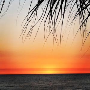 a sunset over the ocean with a palm tree at 239 Surf Song Resort in St. Pete Beach