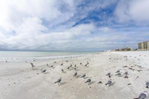 a flock of birds standing on a beach at 239 Surf Song Resort in St. Pete Beach