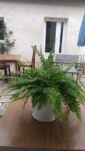 duża zielona roślina w białym garnku na patio w obiekcie Chambre privée dans maison centre-ville Sens Petit-déjeuner compris w mieście Sens