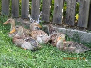 ファームステイの敷地内または近くにいる動物