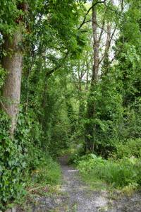 a dirt trail in a wooded area with trees at Riverbank Cottages in Scarriff +23 photos