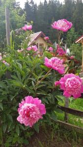 a bunch of pink flowers in front of a fence at Forest Vibes Spa in Cîmpu lui Neag