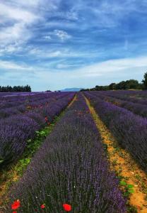 a purple field of flowers with a dirt road at STUDIO PRIVATIF CLIMATISÉ , TERRASSE ET PiSCINE in Pernes-les-Fontaines