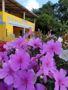 Ein paar rosa Blumen vor einem Laden. in der Unterkunft Hospedagens Som das Aguas in Caparaó Velho
