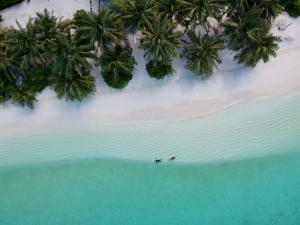 - une vue aérienne sur une plage bordée de palmiers et l'océan dans l'établissement Thoddoo Sun Sky Inn, Maldives, à Thoddoo