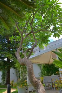 a tree in a yard next to a building at B&b Mondello Resort in Palermo