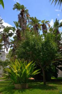 a group of palm trees and plants in a yard at B&b Mondello Resort in Palermo
