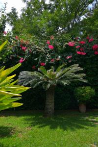 a palm tree in a yard with pink flowers at B&b Mondello Resort in Palermo