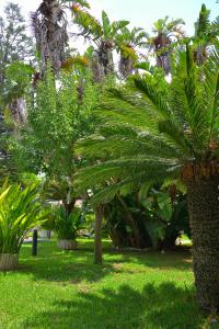 a group of palm trees in a park at B&b Mondello Resort in Palermo