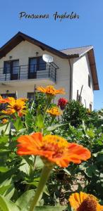a group of flowers in front of a house at PENSIUNEA AGROTURISTICĂ ANGHELIKI in Tulcea