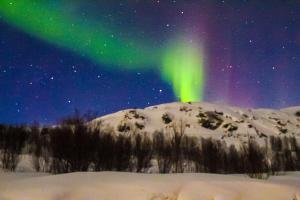 an aurora in the sky with snow and trees at MelisHome: Aurora Observatory in Tromsø