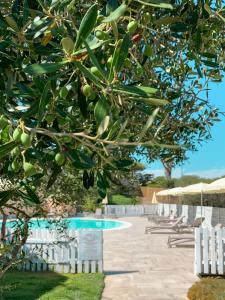 a tree with green olives next to a swimming pool at Park Hotel Asinara in Stintino
